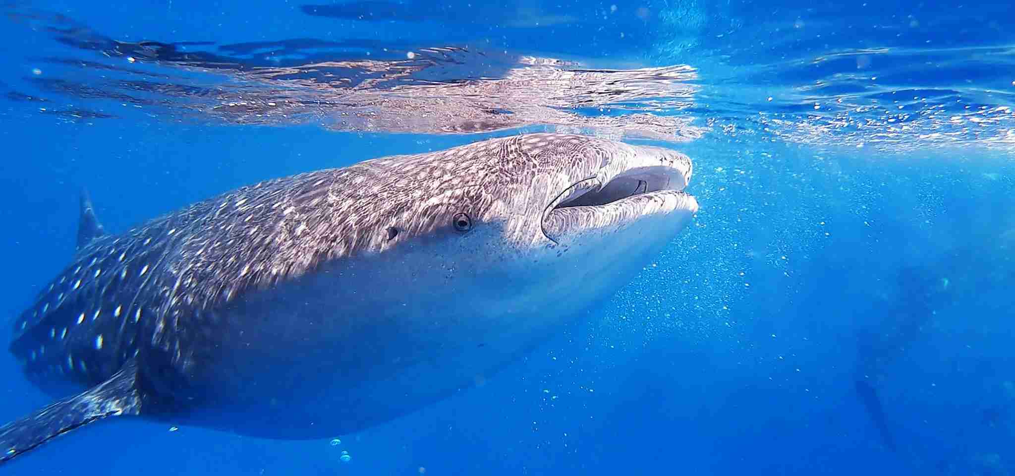 Whale shark eating.