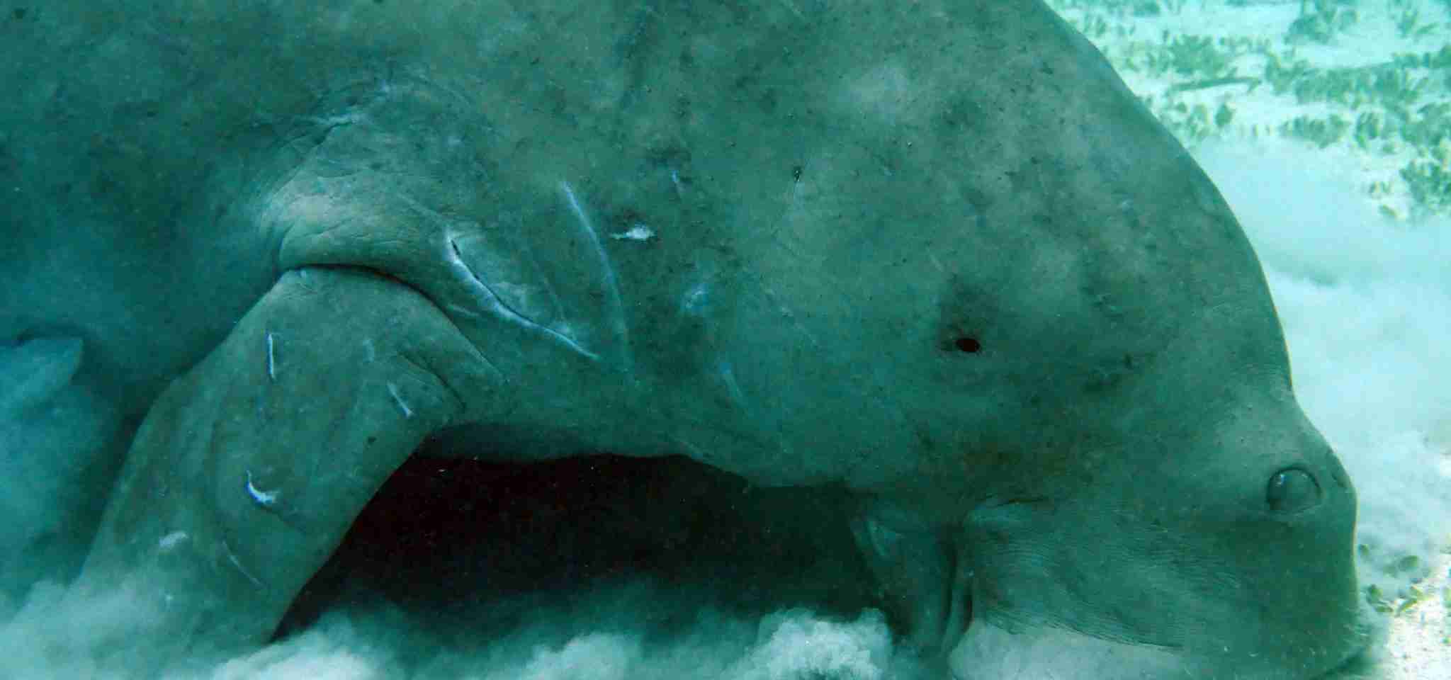 Nous avons passé plus d'une heure avec cette Dugong sous l'eau, et elle n'arrêtait pas de s'approcher si près pour pouvoir prendre cette photo. L'eau est un peu brumeuse.